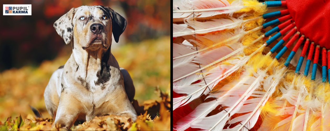 Indiańska historia. Po lewej pies w jesiennych okolicznościach przyrody. Po prawej fragment indiańskiego pióropusza w podobnych kolorach. Po prawej logo pupilkarma.